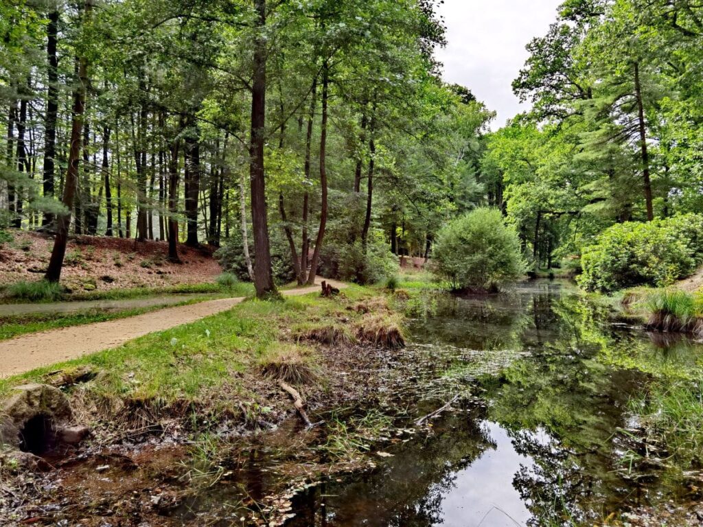 Der Kromlauer Park ist ein weitgehend naturbelassener Park in Sachsen