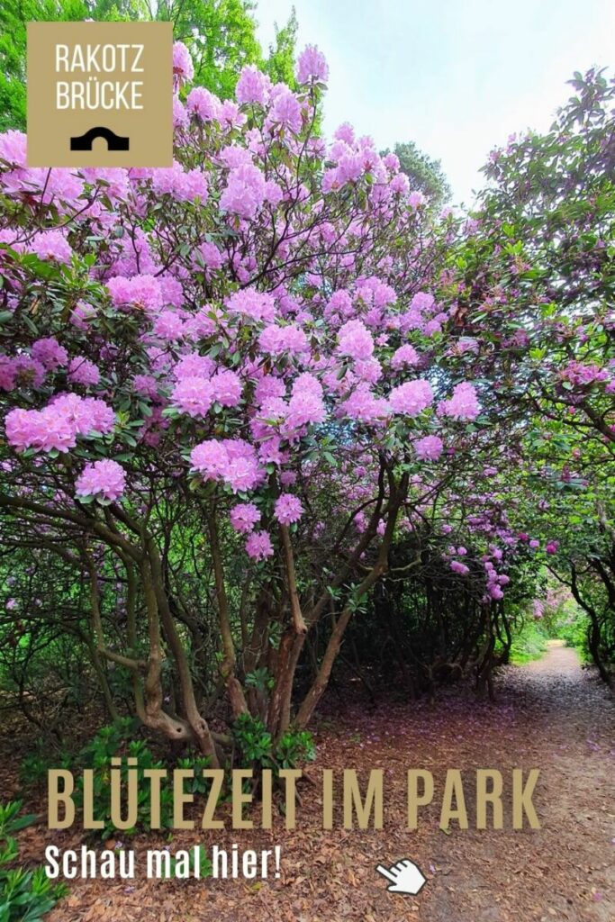 Rhododendrenpark Kromlau Blütezeit