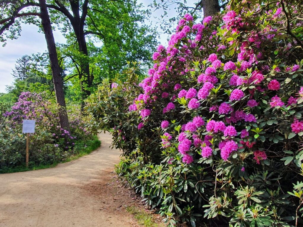 Blütezeit im Rhododendrenpark Kromlau - im Juni verwandelt sich der Kromlauer Park in ein Farbenmeer, alle Bilder von Daniela Wolf