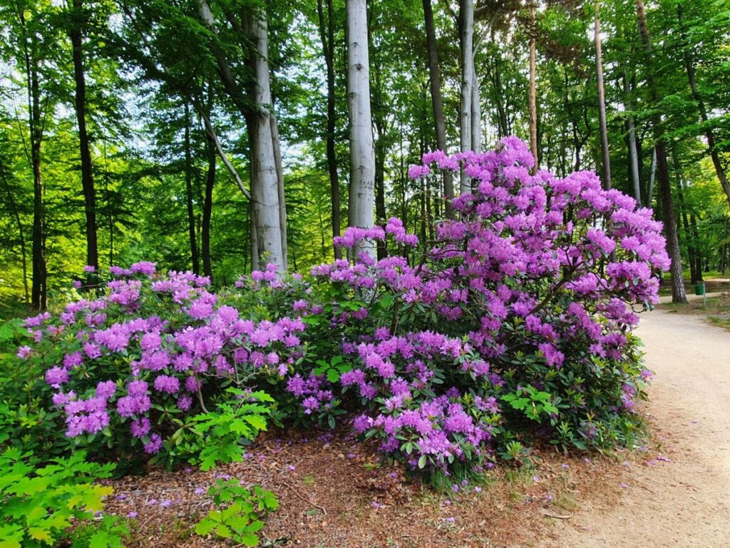 So sieht der Rhododendrenpark Kromlau zur Blütezeit aus
